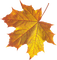 leaves laub feuilles - png gratis GIF animado