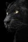 panthere noir - png gratis GIF animado