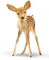 dolceluna deer - Free PNG Animated GIF