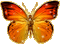 papillonGS - Gratis geanimeerde GIF geanimeerde GIF