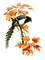 oiseaux - 免费PNG 动画 GIF