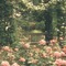 nature background - 無料png アニメーションGIF