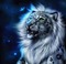 tygrys - zadarmo png animovaný GIF