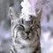 cat in winter chat hiver  gif