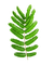 листья - PNG gratuit GIF animé