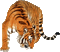tigre - Kostenlose animierte GIFs Animiertes GIF
