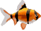 poisson HD - Darmowy animowany GIF animowany gif