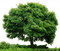 Baum - безплатен png анимиран GIF