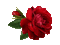 rosa roja gif dubravka4 - GIF animado gratis GIF animado