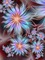 Flowers fleurs flores art - ücretsiz png animasyonlu GIF