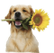 kikkapink dog flower sunflower