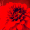 LU / BG / animated.effect.flower.red.idca - Bezmaksas animēts GIF animēts GIF