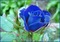rose bleue - png grátis Gif Animado