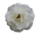 Rose - Free PNG Animated GIF