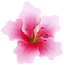 pink lily flower pink fleur lis - Free PNG Animated GIF