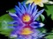 lotus bleu - gratis png geanimeerde GIF