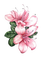 watercolor pink flowers - png gratis GIF animasi