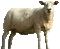 sheep - Бесплатный анимированный гифка анимированный гифка