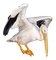 gala birds - Free PNG Animated GIF