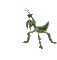 螳螂 Praying Mantis - 免费动画 GIF 动画 GIF