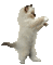 gatto bianco ballerino - 無料のアニメーション GIF アニメーションGIF