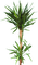tree anastasia - 免费PNG 动画 GIF