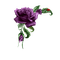 flower-rose-purple