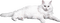 chat blanc - PNG gratuit GIF animé