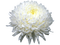 white chrysanthemum-flower- - PNG gratuit GIF animé