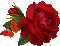 rosas by EstrellaCristal - Darmowy animowany GIF animowany gif