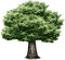 Baum - darmowe png animowany gif