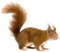 ecureuil - kostenlos png Animiertes GIF