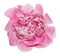 Kaz_Creations Deco Flower  Colours - png ฟรี GIF แบบเคลื่อนไหว