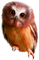 Kaz_Creations Owls Owl Birds Bird - png gratuito GIF animata