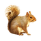 Kaz_Creations Animals Squirrels Squirrel - png gratis GIF animasi