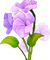 fleur violet.Cheyenne63
