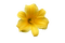 kikkapink deco flower yellow spring summer lily