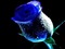 rose bleu - png gratis GIF animado