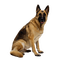 Kaz_Creations Dog Pup - ingyenes png animált GIF