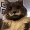 chat moustache - Ilmainen animoitu GIF animoitu GIF