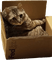 Spike cat - Ilmainen animoitu GIF