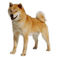 Salomelinda chien ! - ilmainen png animoitu GIF