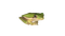 suspicious frog - nemokama png animuotas GIF