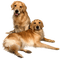 cecily-chiens - zdarma png animovaný GIF