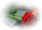 Rose rouge. - gratis png animerad GIF