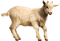 chèvre - gratis png animeret GIF