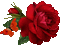 rose!!! - Nemokamas animacinis gif animuotas GIF