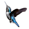 lintu, bird - besplatni png animirani GIF