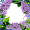 frame lilac  cadre fleur lilas