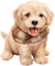 chien écharpe - GIF animé gratuit